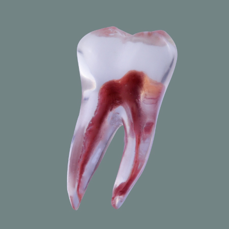 Lower first molar Transparent