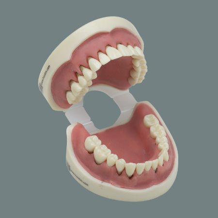 Gingiva Atrophy 2 Jaw