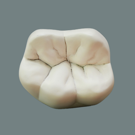 Anatomical Tooth Model X10