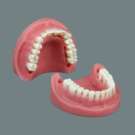 Suture Training Model With Teeth