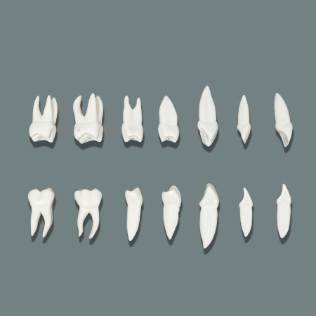 Anatomical Tooth Model X3 16 Piece Set