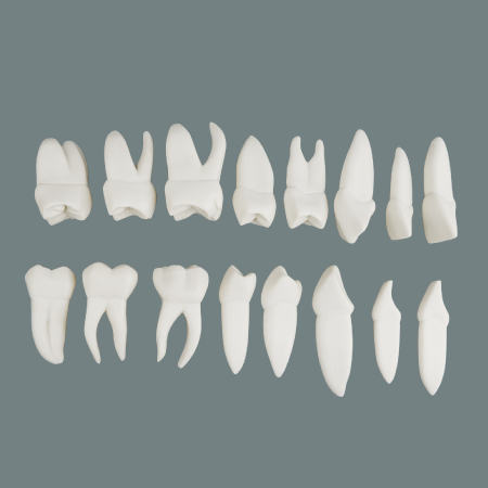 Anatomical Tooth Model X5 16 Piece Set