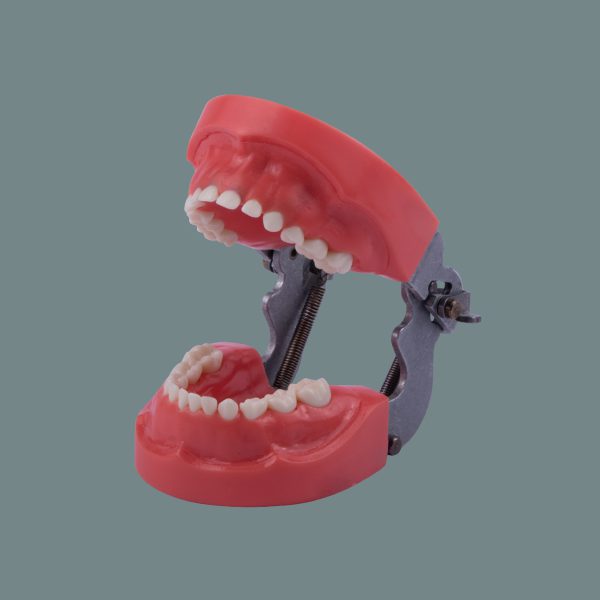 Pediatric Hard Tissue Training Model for Kids with Articulator