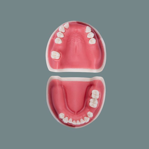 Complete Implant and Sinus Lift Training Model