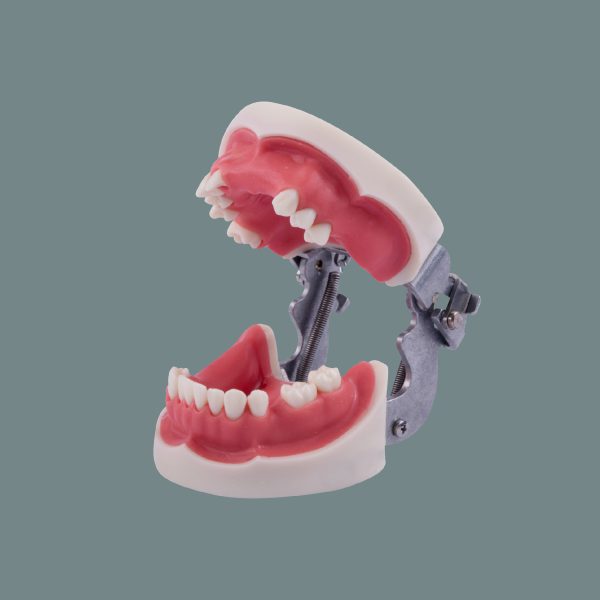 Complete Implant And Sinus Lift With Articulator Training Arch