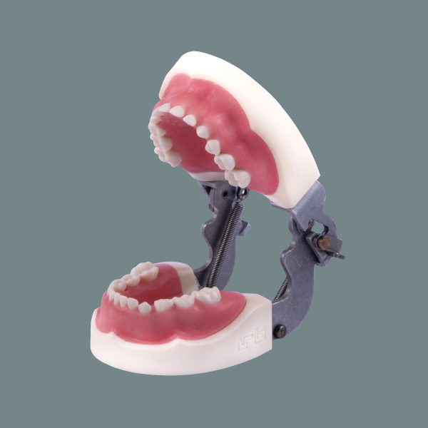 Pediatric Soft Tissue Training Arch (24Tooth) With Articulator