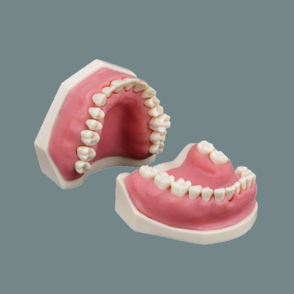 Periodontics Training Arch with Matte Pink Soft Gum