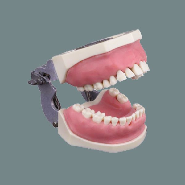 Periodontics Training Arch with Matte Pink Soft Gum with Articulator