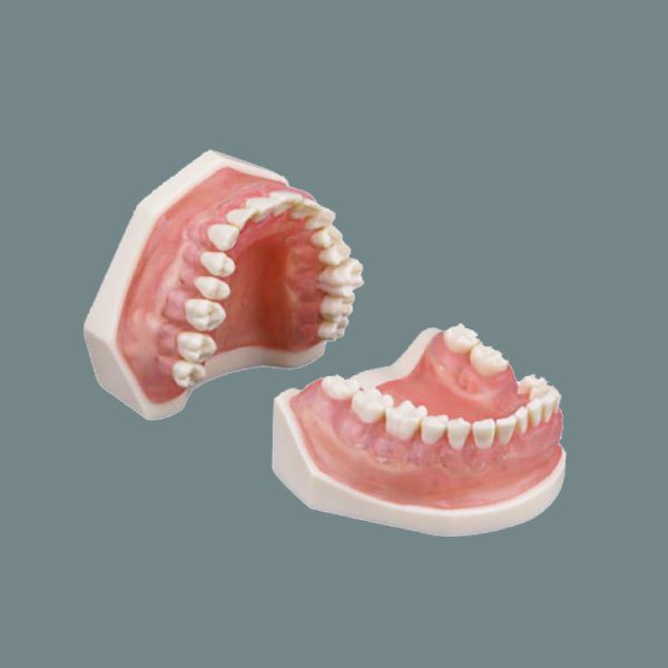 Periodontics Training Arch with Translucent Pink Soft Gum