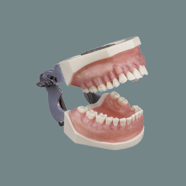 Periodontics Training Arch with Translucent Pink Soft Gum with Articulator