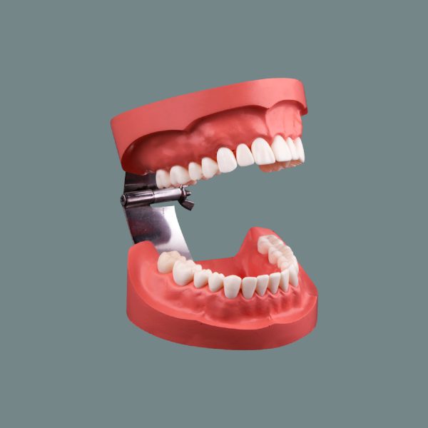 Oral Health And Standard Teeth Presentation Model