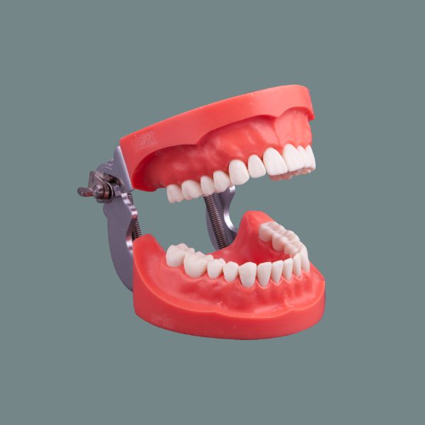 Hard Tissue Standard Training Arch with Articulator 28 Tooth