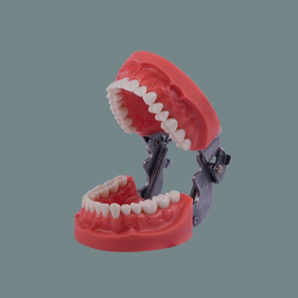 Hard Tissue Standard Training Arch with Articulator 32 Tooth