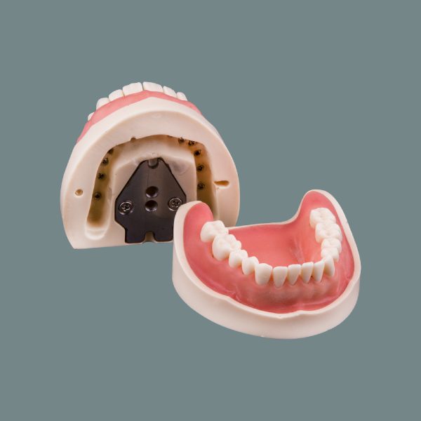 Soft Tissue Standard Training Arch 28 Tooth