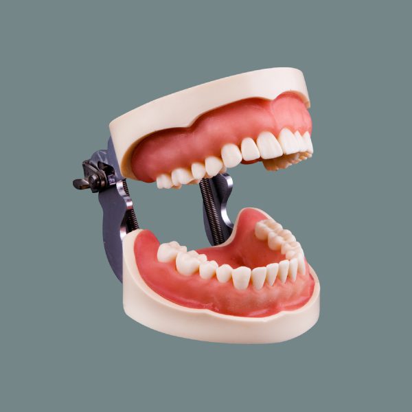 Soft Tissue Standard Training Arch with Articulator 28 Tooth