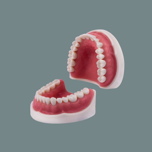 Soft Tissue Standard Arch 32 Tooth