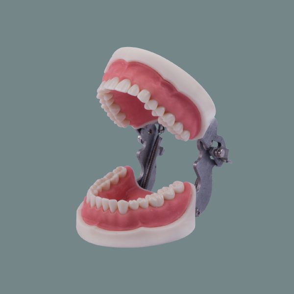 Soft Tissue Standard Training Arch (28Tooth) With Articulator